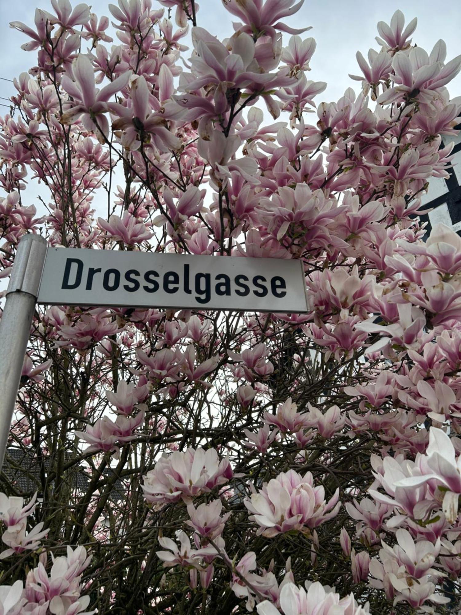 Das Pautzen Haus Daun Eksteriør bilde